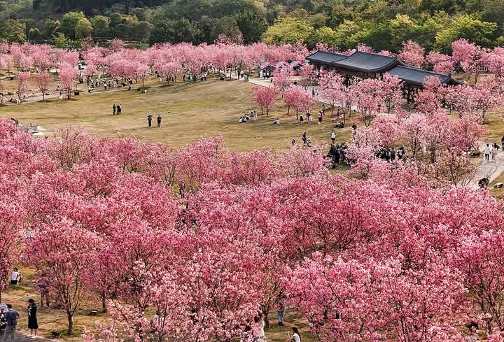 Over 6,000 cherry trees are in full bloom at the Qingxiu Mountain Cherry Blossom Garden in Nanning, south #China's Guangxi Zhuang Autonomous Region, creating a stunning, romantic pink sea of flowers. #KnowAboutChina #cherry #bloom #blossom #garden #FlowersOnX