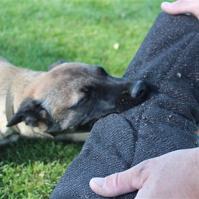 ArmorK9's tweet photo. Stressed about your dog's behavior? 🤔 Our protection dog training builds confidence &amp; strengthens your bond! 💪 From puppies to advanced protection, we help. #armork9 #professionaldogtrainer #professionaldogtraining #obedience #boardandtrain #privatetraining #policedogs https://t.co/6OCGWPgg64