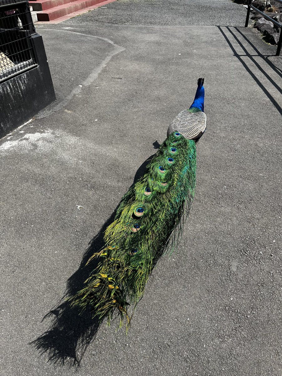 TUS_hiking's tweet photo. 伊豆キャン最終日！
シャボテン動物公園めっちゃすごい
時間なかったので、大室山は登れなかった…
伊豆最高すぎてまた行きたい
#理科大 #キャンプ #春から理科大 https://t.co/G1PAiz3xSW