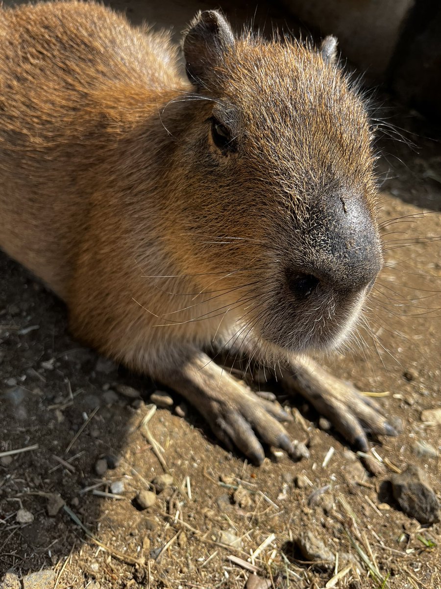 TUS_hiking's tweet photo. 伊豆キャン最終日！
シャボテン動物公園めっちゃすごい
時間なかったので、大室山は登れなかった…
伊豆最高すぎてまた行きたい
#理科大 #キャンプ #春から理科大 https://t.co/G1PAiz3xSW