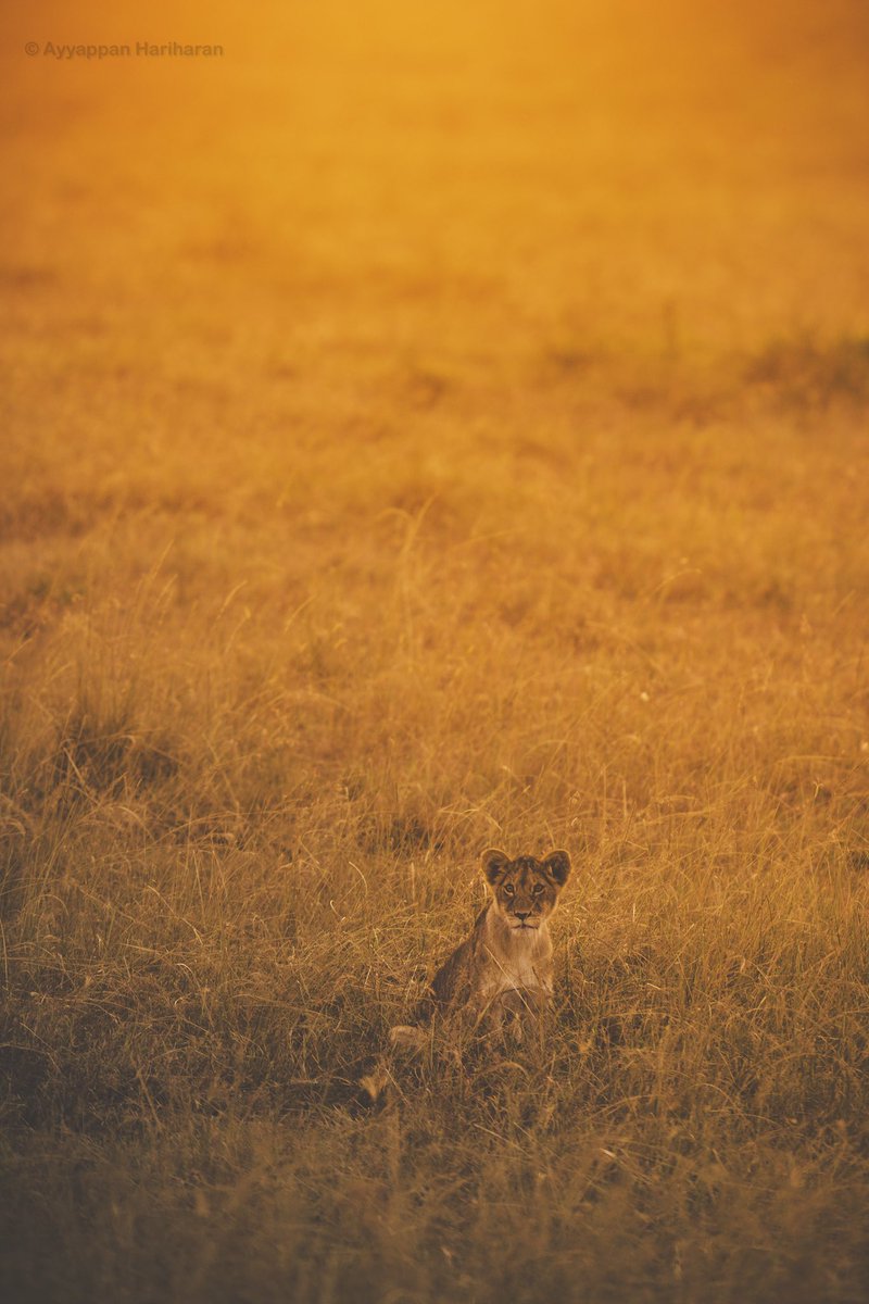 Golden mornings of Masai Mara.
#indiaves #BBCWildlifePOTD #ThePhotoHour #SonyAlpha
