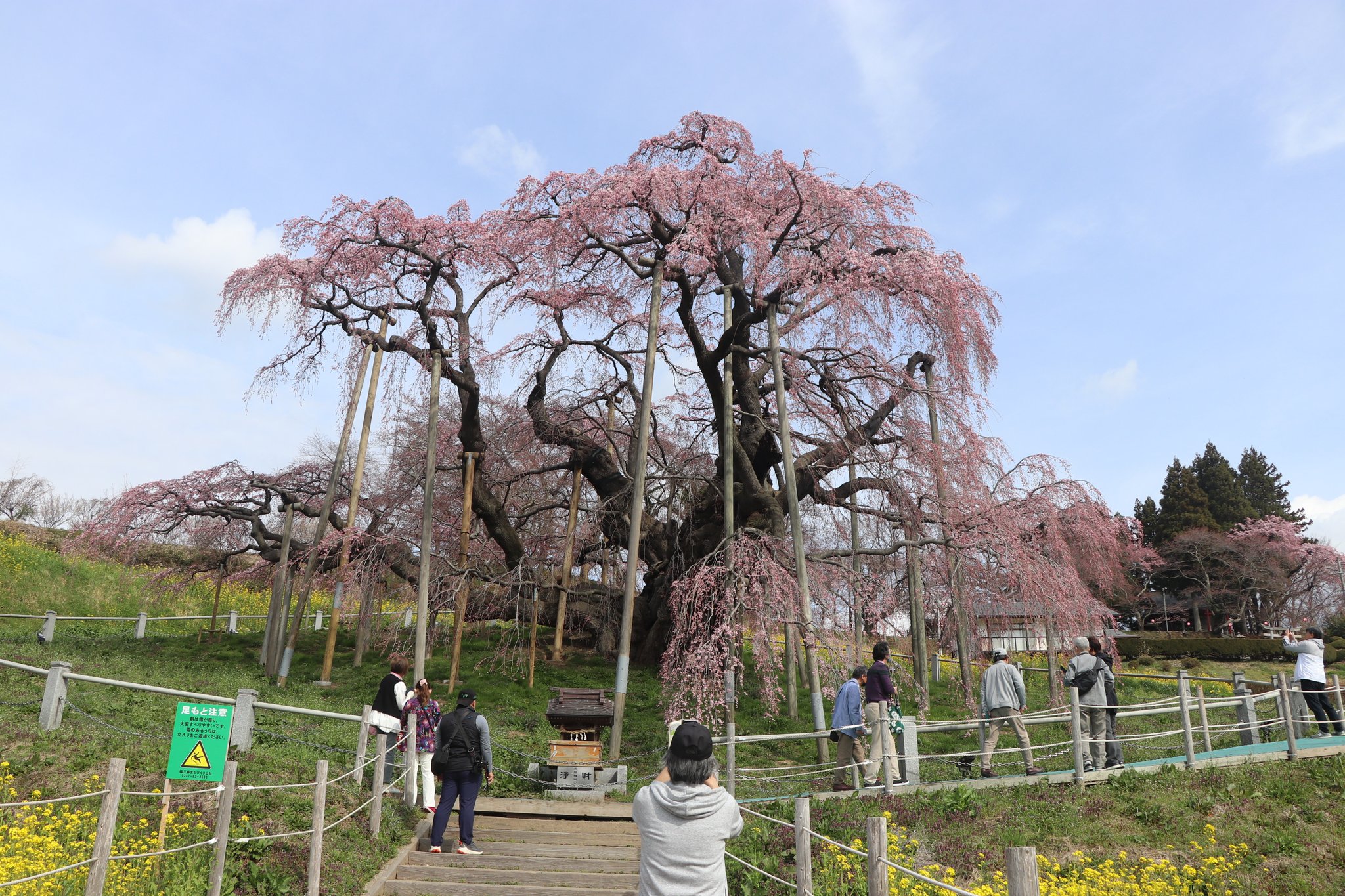 アクリル画　原画　「三春滝桜」額縁付　SMサイズ　風景画 アクリル画 原画 「三春滝桜」額縁付 SMサイズ 風景画