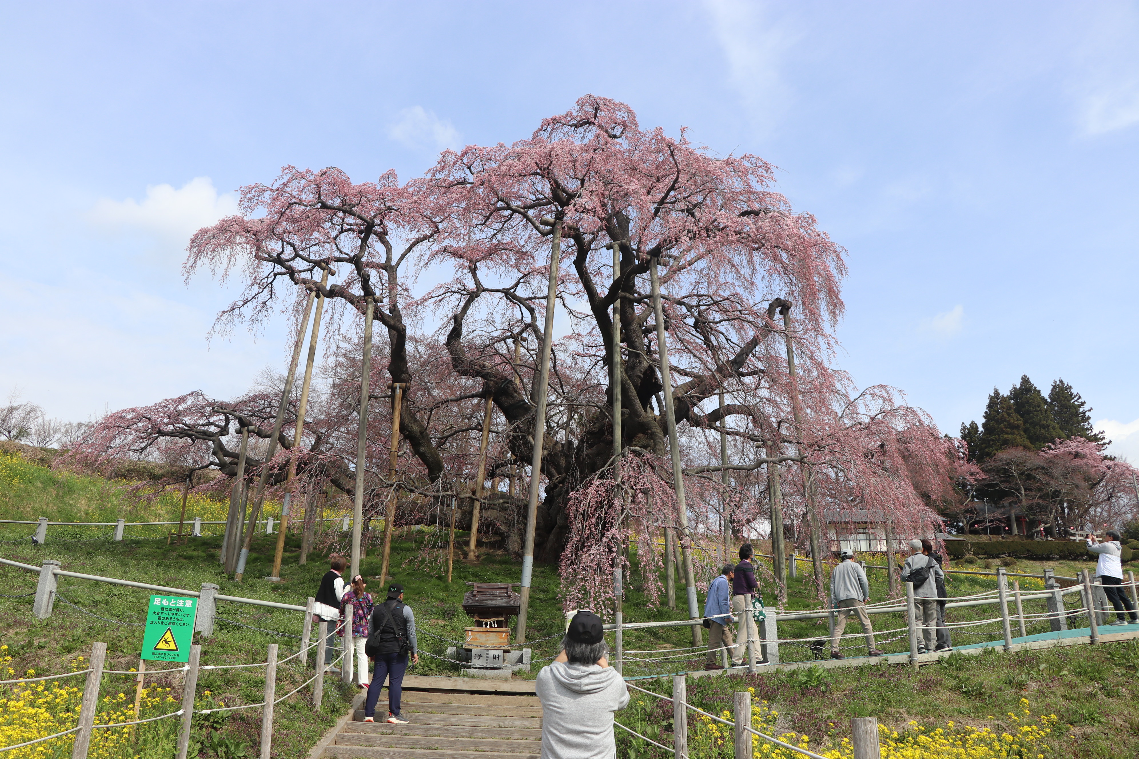 三春まちづくり公社 観光部(三春滝桜) on X: 三春まちづくり公社 観光部(三春滝桜) on X: