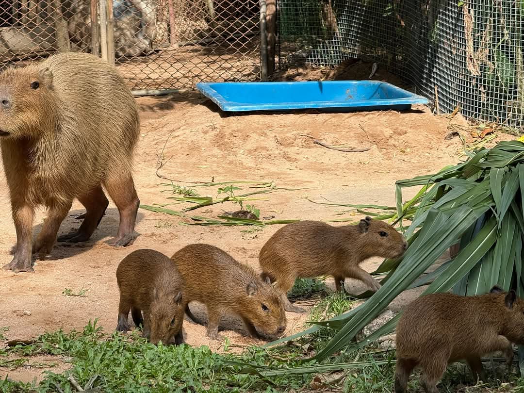 and_khamoo's tweet photo. 4คนนี้ เด้งกว่าหมูเด้ง10เท่า 555
แก๊งหน้านิ่งgen alpha
#hippo #PygmyHippo #ขาหมูแอนด์เดอะแก๊ง #หมูเด้งจะเด้งกี่โมง #Moodeng #พี่ขาหมู #สวนสัตว์แปลกเขาเขียว https://t.co/1XHrFgLvey