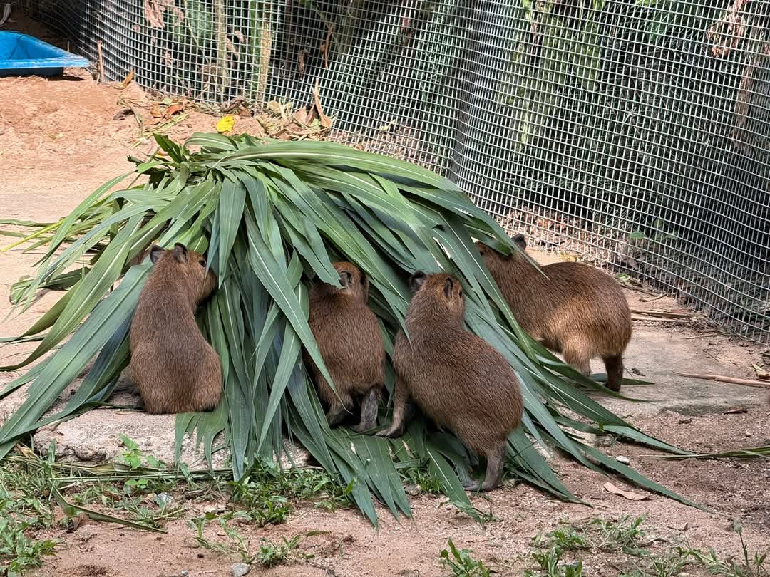 and_khamoo's tweet photo. 4คนนี้ เด้งกว่าหมูเด้ง10เท่า 555
แก๊งหน้านิ่งgen alpha
#hippo #PygmyHippo #ขาหมูแอนด์เดอะแก๊ง #หมูเด้งจะเด้งกี่โมง #Moodeng #พี่ขาหมู #สวนสัตว์แปลกเขาเขียว https://t.co/1XHrFgLvey