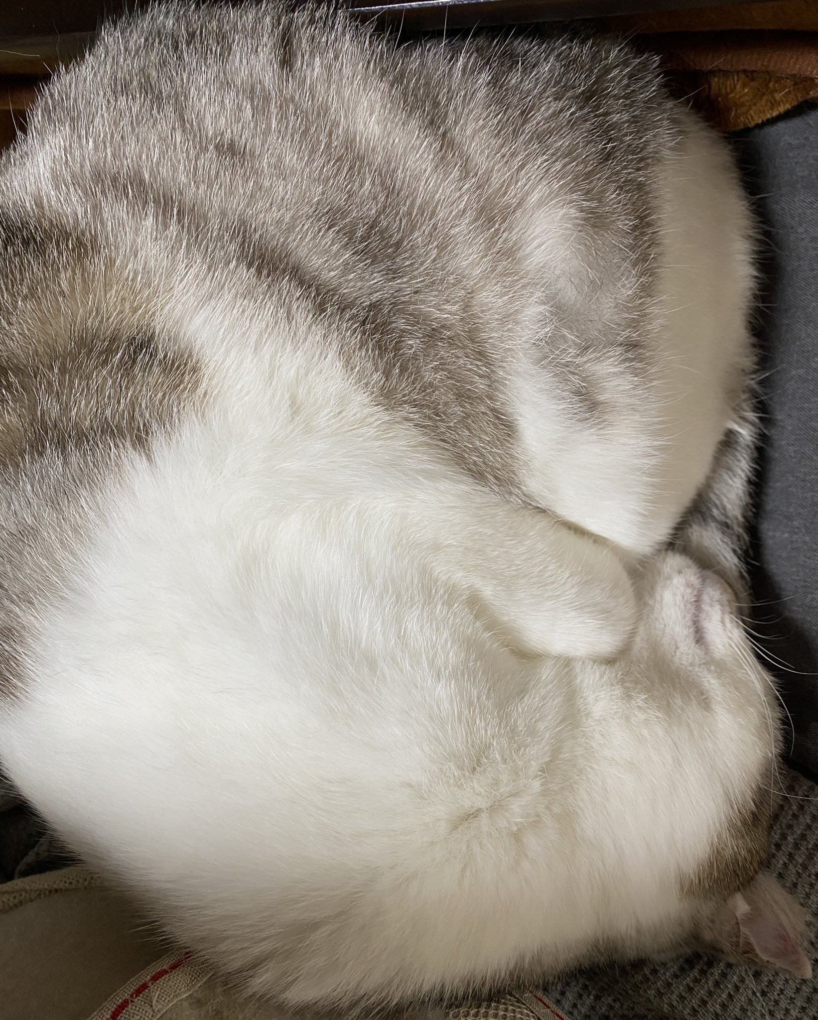 野良猫キング maxresdefault.jpg