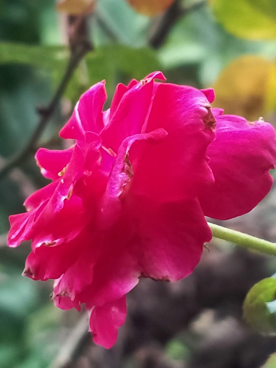 suja_saikia's tweet photo. Thank God we woke up alive to see another morning..

#RosesAreForEver
#LifeIsUncertain 
#ShareLoveNotHate https://t.co/QDrEeGGJ9O