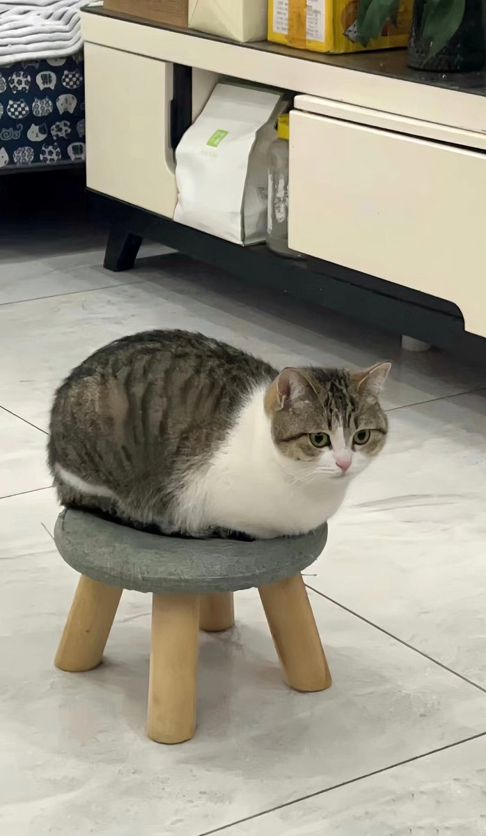No Context Cats tweet media