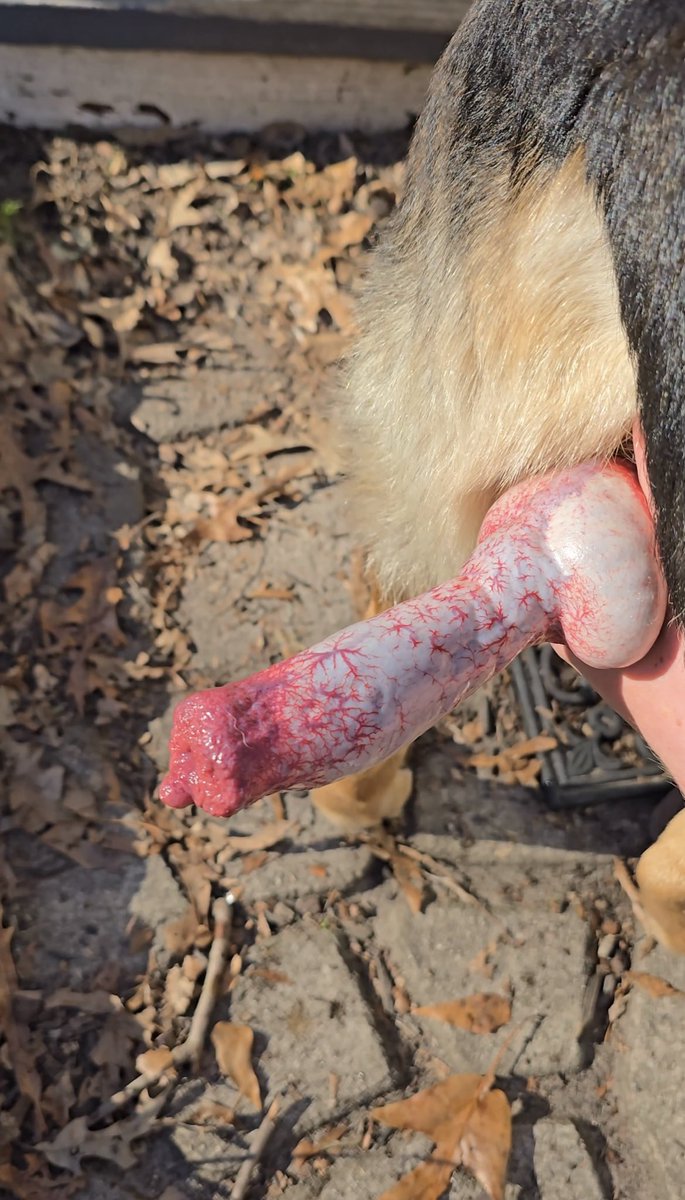 KKnottyy's tweet image. Best premium Zoo Content available ✅️ 
Live session available 
Vvip group available 
And alot more kinky activities #zoophillia #k9slut #dogbitch #DogTraining #PetCare #CanineBehavior  #ResponsibleBreeding #DogLovers #PuppyLove #DogHealth #AnimalWelfare #DogCommunit