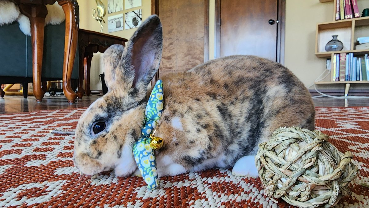 StarPost_Farm's tweet photo. Clover 🐇🍀 switched out her 🍓 collar for her 🌼 collar. So pretty😍 https://t.co/xgk73VfHpC