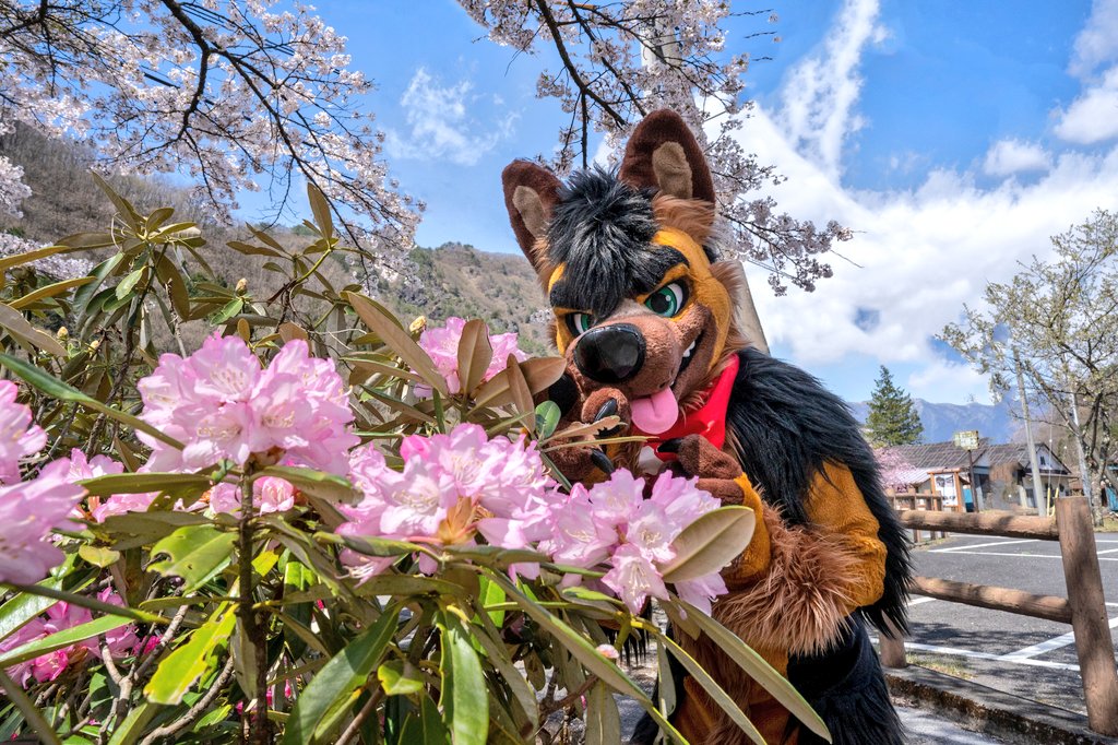 ハム Ham🔜Furrymosa tweet media