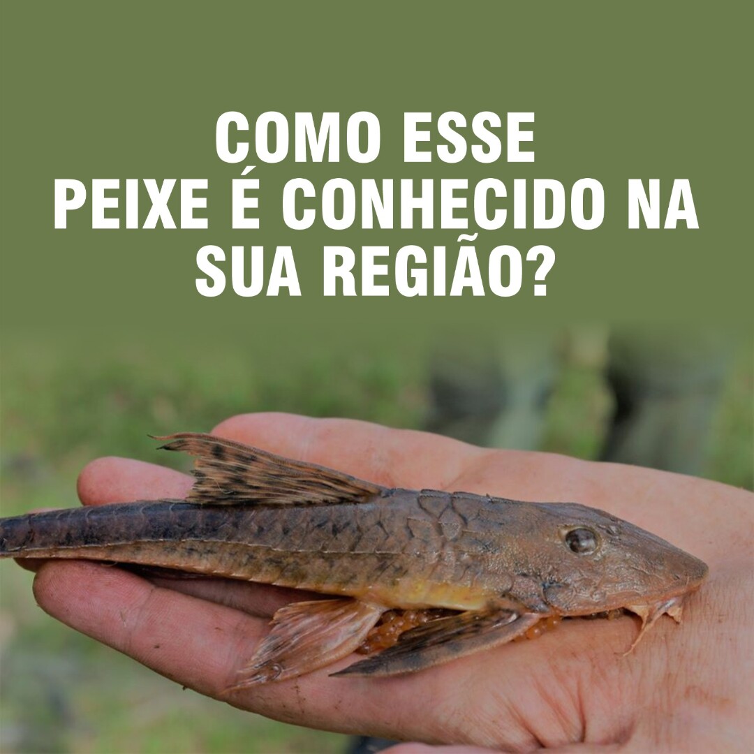 gilberlanatrox's tweet photo. Como esse peixe é conhecido na sua região?

Escolha a opção correspondente:
A – Cascudo-viola (Loricaria coximensis)
B – Ituí-maraúna (Tembeassu marauna)
C – Piracanjuba (Brycon orbignyanus)

✅ Resposta correta: Letra A https://t.co/O7HFF3oqdl