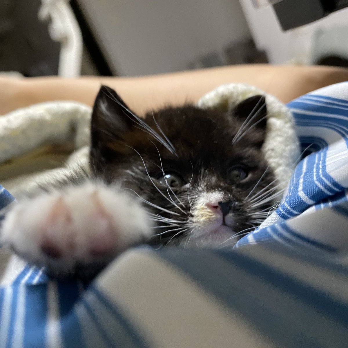 쿠로 턱시도 형아 있는 집 둘째로 가족품에 안겼어요!! 정말 막막했는데 공유해주신분들, 늦은 시간 달려갔는데도 쿠로 받아서 보살펴주신 임보자님, 신청해주신분들, 입양자님 비롯 모두 너무 감사드려요ㅜㅜ 얼른 건강하고 포동해져서 형아랑 뛰어다니고 행복해라 쿠로야💃🕺