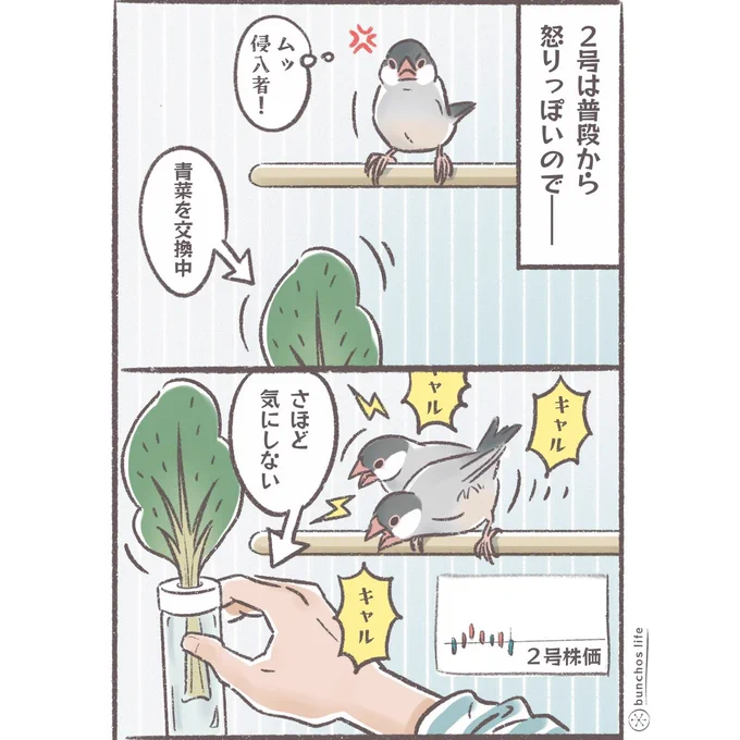 2号はすぐ怒るので怒らなかっただけで株が上がやりすく褒めてもらえる
#文鳥 
#4コマ漫画 