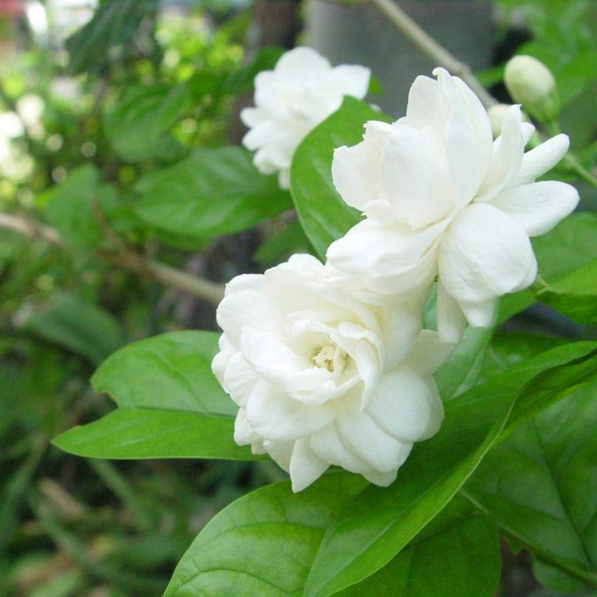 <a href="/intoseadech/">yza | account closed</a> jasmine