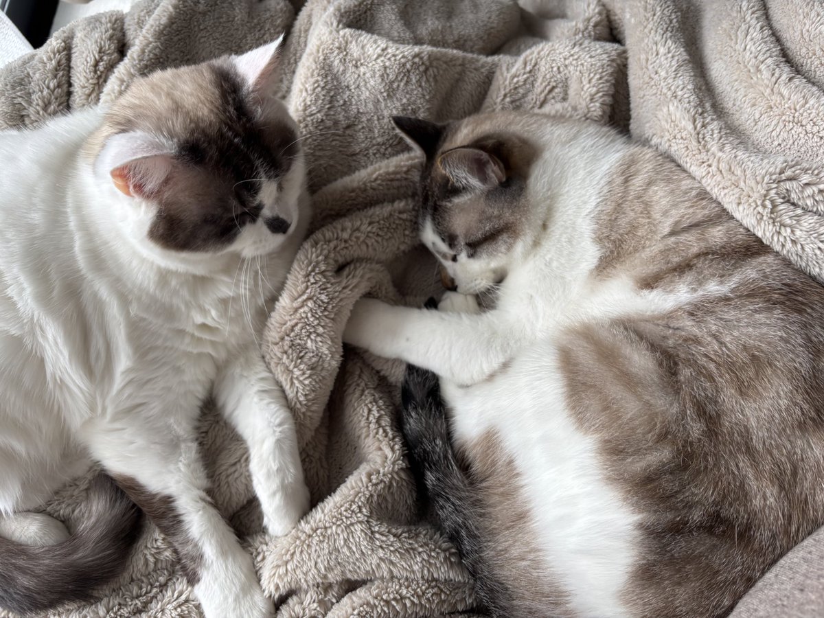 sechutom's tweet photo. 仲良くお昼寝

 #猫好きさんと繋がりたい 
 #猫のいる暮らし 
 #ねこかわいいね https://t.co/51mZtGOx0S