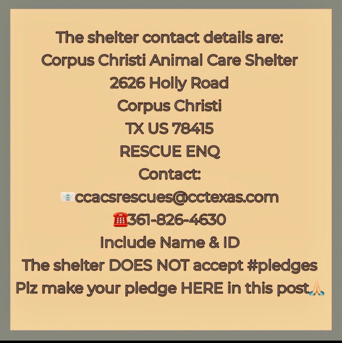 beeleevitonly's tweet photo. ASLAN #A379523 was found abandoned, scar on neck from embedded collar. #CorpusChristi #TX #euthDate 4/14 Accepts 🍖treats & attention. Thin & HW pos, intact 2 yo male. Unfamiliar with loving touches or playful puppy friends, but is gentle & trying his best. Please RT, #Pledge4Rescue here or visit shelter to #Adoptashelterpet