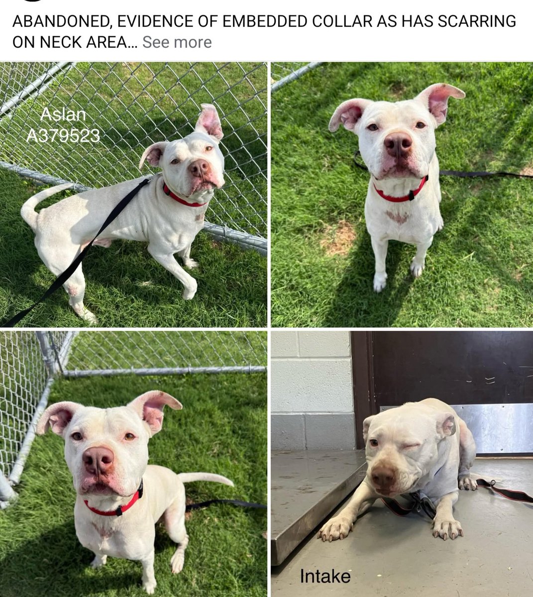 beeleevitonly's tweet photo. ASLAN #A379523 was found abandoned, scar on neck from embedded collar. #CorpusChristi #TX #euthDate 4/14 Accepts 🍖treats & attention. Thin & HW pos, intact 2 yo male. Unfamiliar with loving touches or playful puppy friends, but is gentle & trying his best. Please RT, #Pledge4Rescue here or visit shelter to #Adoptashelterpet