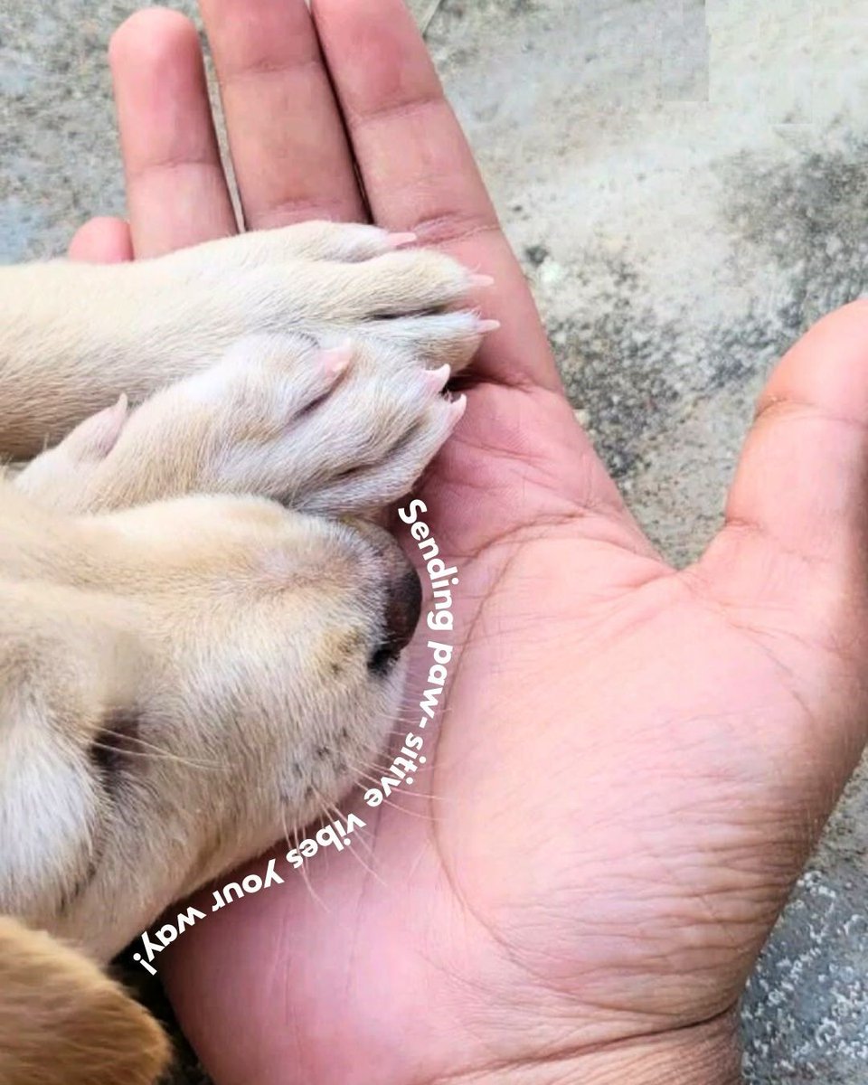 IndiaPostOffice's tweet photo. Happy #NationalPetDay! 🐶🐮🐱🦜
Today, we're celebrating the unique bond that lights up our lives—the special connection between pets and their humans. 🫂
Every purr, chirp, and wag is a reminder of the joy, comfort, and love they bring.
Join the #PetsOfIndia photography contest to showcase those beautiful moments. 📸
Share your pet friend’s paw-some photos, tag & follow @IndiaPostOffice, and invite three more pet lovers to spread the celebration.🎉