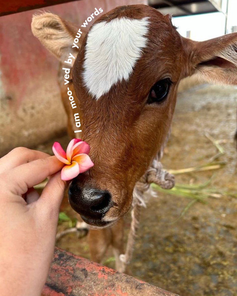 IndiaPostOffice's tweet photo. Happy #NationalPetDay! 🐶🐮🐱🦜
Today, we're celebrating the unique bond that lights up our lives—the special connection between pets and their humans. 🫂
Every purr, chirp, and wag is a reminder of the joy, comfort, and love they bring.
Join the #PetsOfIndia photography contest to showcase those beautiful moments. 📸
Share your pet friend’s paw-some photos, tag & follow @IndiaPostOffice, and invite three more pet lovers to spread the celebration.🎉