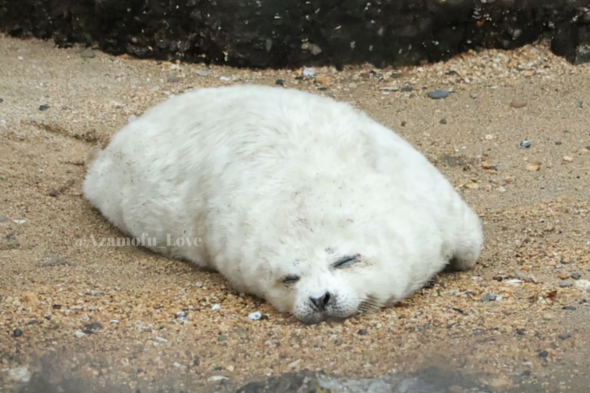 ふわっふわの幸せ落ちてた🦭✨️ゴマフになったお顔見るの楽しみ！

2025.4　コハル仔
#伊豆三津シーパラダイス
#ゴマフアザラシ #アザラシ