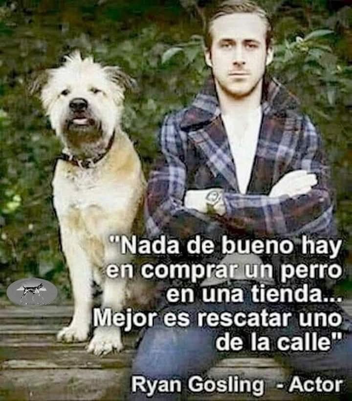GRamirezF_D12's tweet photo. El actor Ryan Gosling y su perro Adoptado "George". 🐾🐕
"Una pequeña jaula no es vida", se titula el artículo firmado por el mismo en un diario canadiense 🇨🇦
El actor (y ahora director) es un gran defensor de los animales y ahora está apoyando una causa https://t.co/d4EuSfLLaV