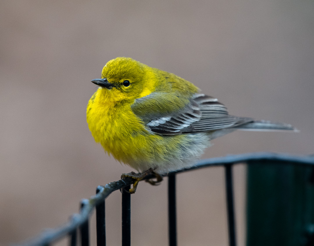 madsurf19's tweet photo. Made a rainy trip to the Ramble &amp; was delighted to see 4 Palm Warblers &amp; 1 Pine bopping about, a little Winter Wren and then 5 sleepy Black-Crowned Night Herons in trees overlooking the Lake. Birding is so special! #birdcpp #birdphotography #nikonphotography #springbirdmigration https://t.co/XU6FZHCc8r