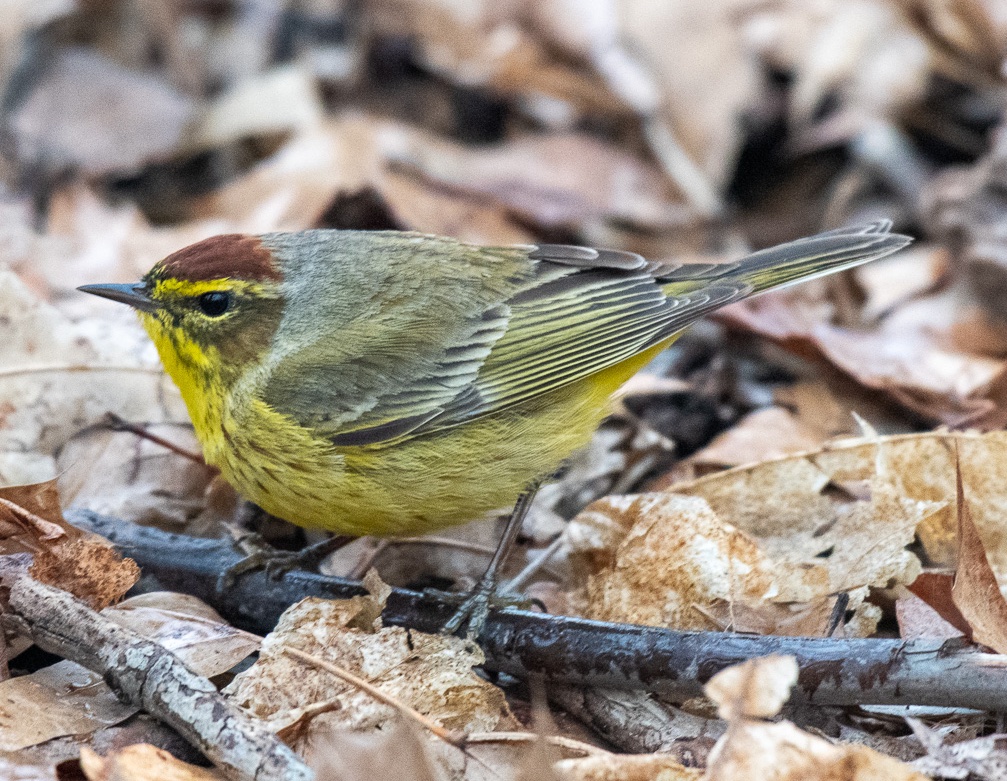 madsurf19's tweet photo. Made a rainy trip to the Ramble &amp; was delighted to see 4 Palm Warblers &amp; 1 Pine bopping about, a little Winter Wren and then 5 sleepy Black-Crowned Night Herons in trees overlooking the Lake. Birding is so special! #birdcpp #birdphotography #nikonphotography #springbirdmigration https://t.co/XU6FZHCc8r