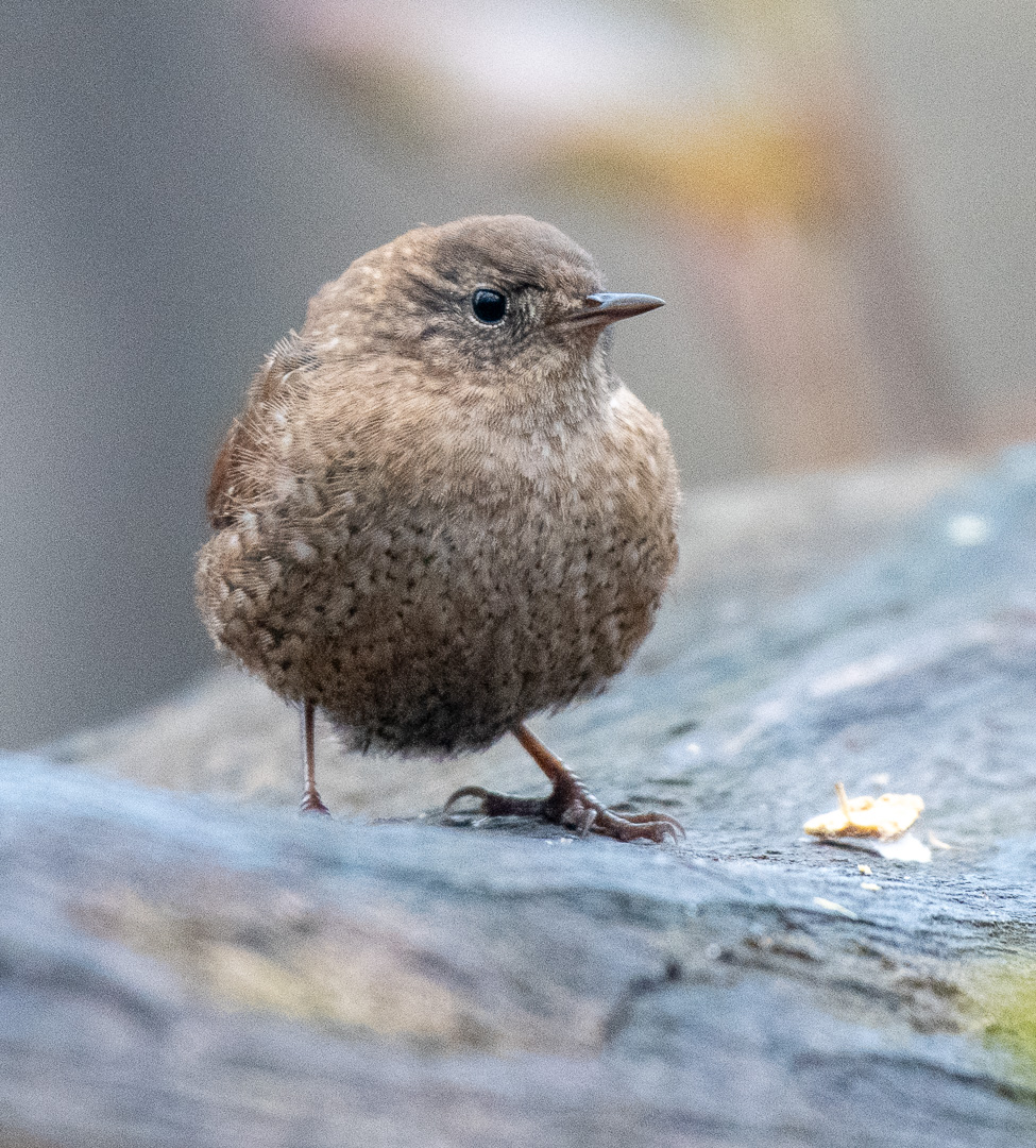 madsurf19's tweet photo. Made a rainy trip to the Ramble &amp; was delighted to see 4 Palm Warblers &amp; 1 Pine bopping about, a little Winter Wren and then 5 sleepy Black-Crowned Night Herons in trees overlooking the Lake. Birding is so special! #birdcpp #birdphotography #nikonphotography #springbirdmigration https://t.co/XU6FZHCc8r