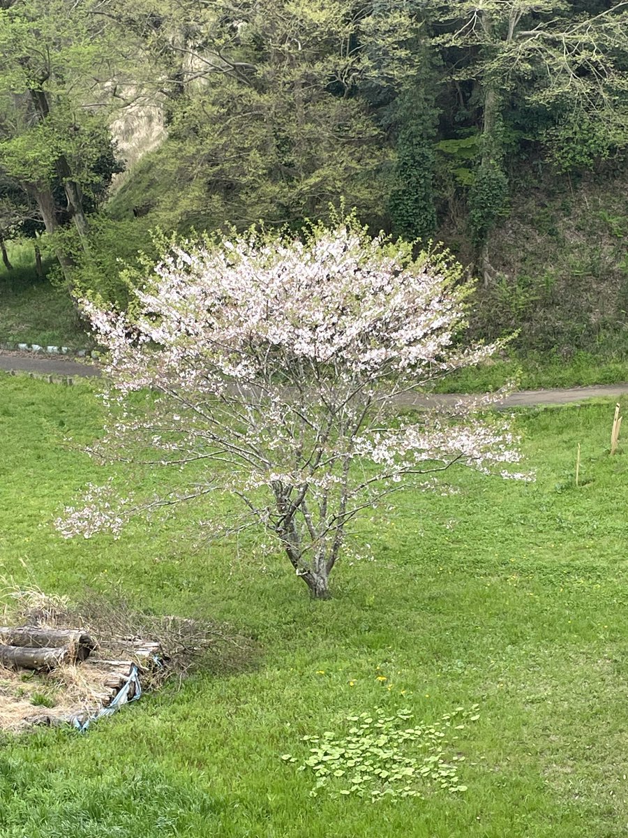佐倉の桜。