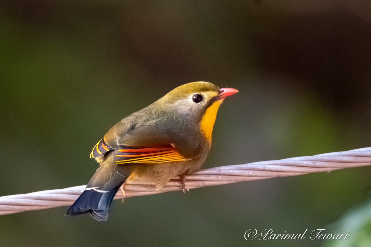 ParimalT's tweet photo. Vibrant colours of the Red billed leotherix https://t.co/EDPhFjYkVX