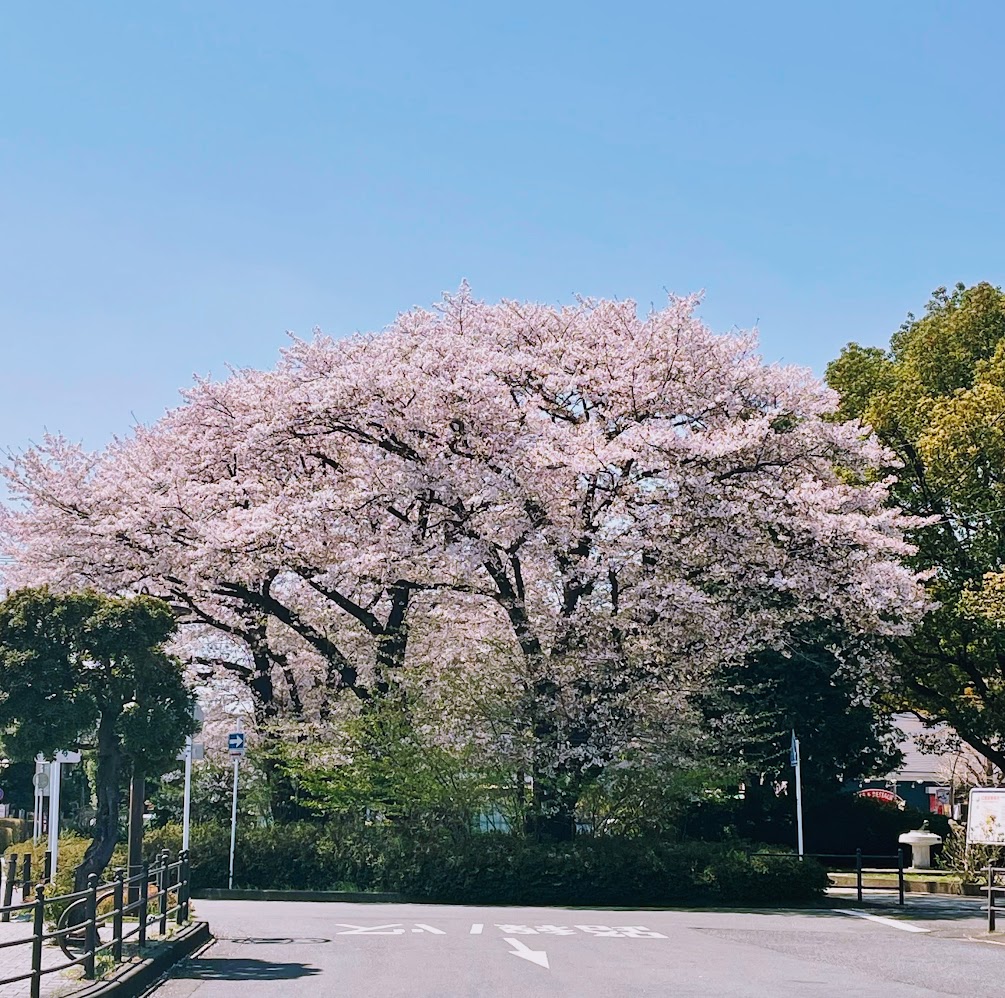 さくらって自分が感じた通りに取れない被写体の１つだなって思う。