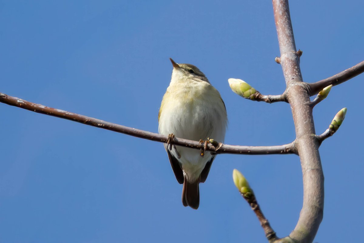 martinroper5462's tweet photo. Willow warblers are back at #SprotbroughFlash this one was was heard singing yesterday morning along with 16+ Chiffchaffs and 6 Blackcaps #Birds #Wildlife #Yorkshire https://t.co/9cSNKyjJ5S @YorksWildlife @SYorkshireBirds https://t.co/pYPNFbhFZh