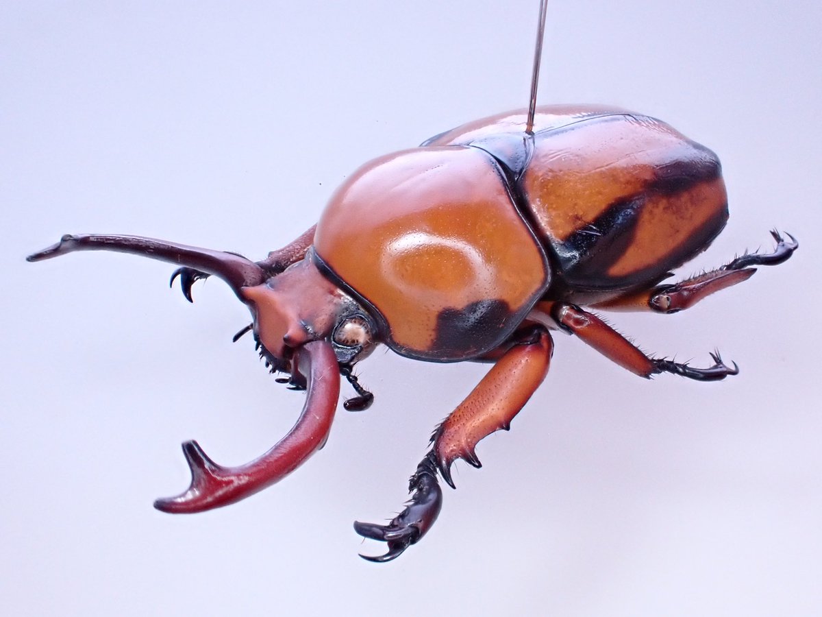 クロスジクワガタコガネ 𝐹𝑟𝑢ℎ𝑠𝑡𝑜𝑟𝑓𝑒𝑟𝑖𝑎