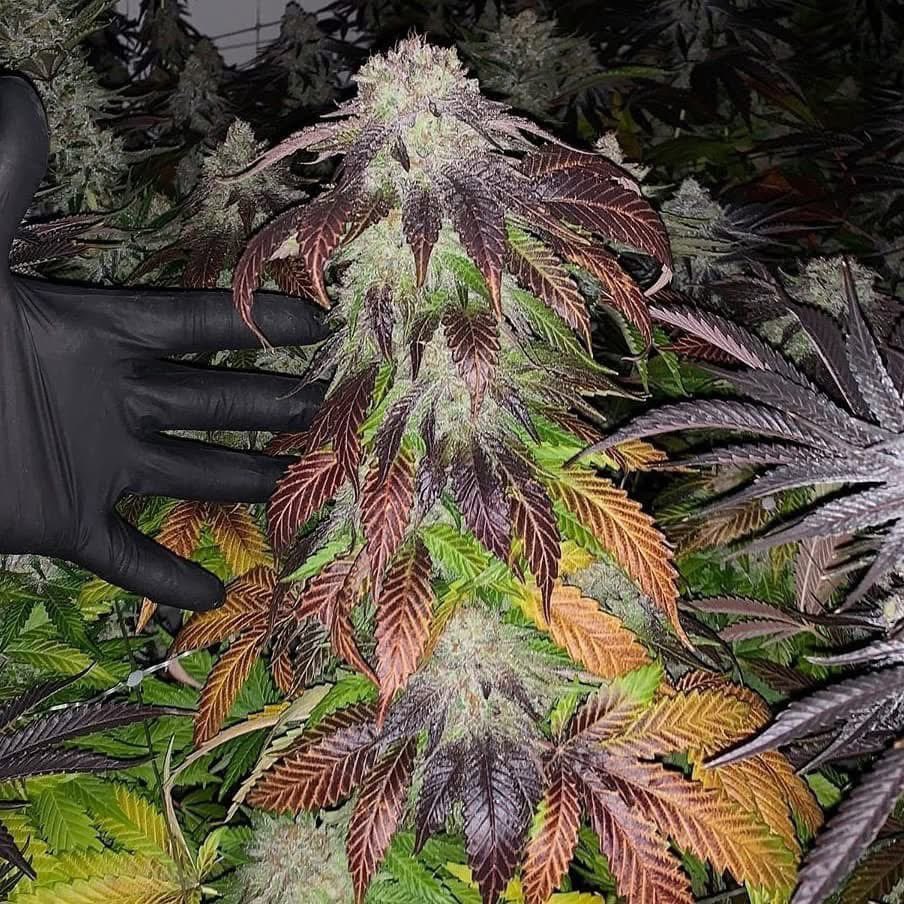 OGRascalGas's tweet image. Name this strain and stand a chance to win a free oz