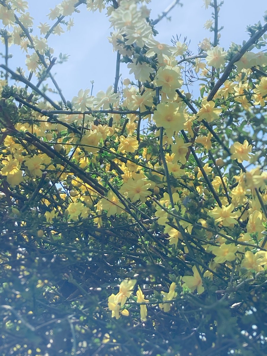 seasons_SW's tweet photo. ＼リニューアルオープンしました🌸／
シーズン/seasons スマートウール正規取扱いオンラインショップ として、無事リニューアルオープンをむかえました！

これからもよろしくお願いいたします

🛒オンラインショップ
こちら→ https://t.co/k5snIyO2zg

BLOGはこちら🖊ご挨拶
https://t.co/HdYspqWuMC https://t.co/dNgExNB3rl