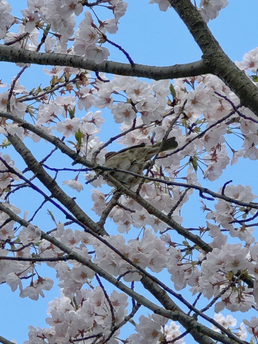 ayami_O9O4's tweet photo. 🐣🌸🌸🌸 https://t.co/OmGw1iBXiQ