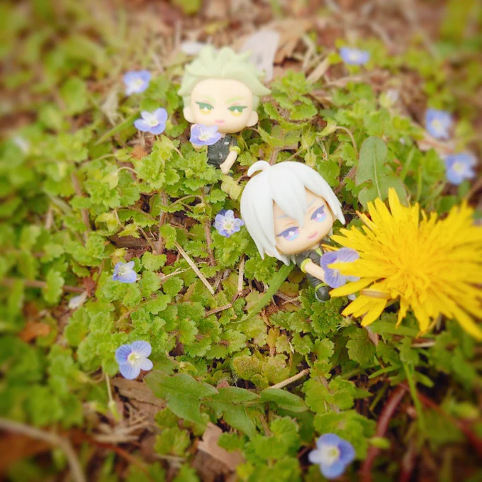 昼休憩にお花見 散りかけだったけどシセバニアは元気なので春を見つけて遊んでいた