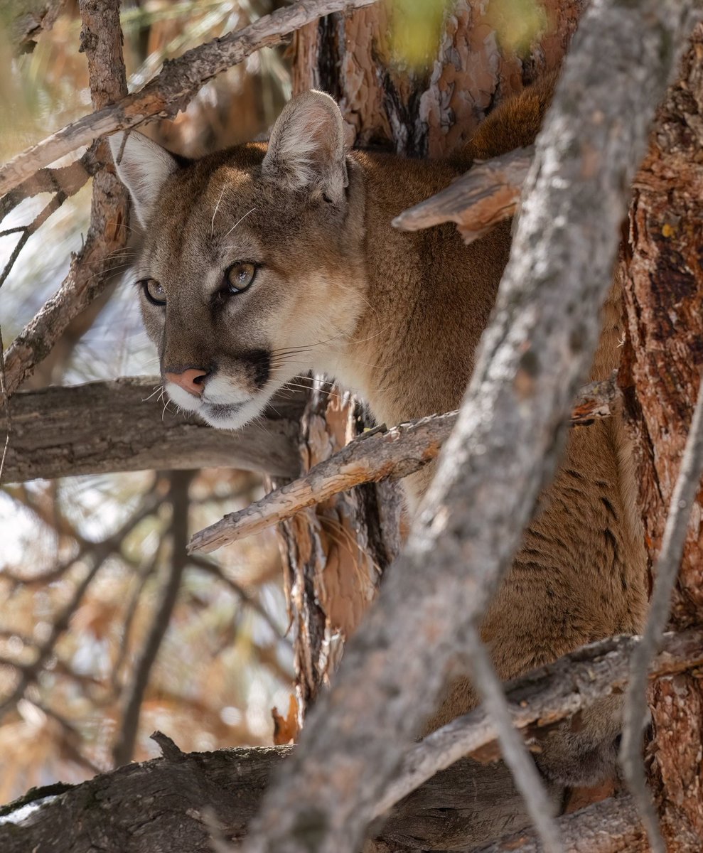 VagrantTravels's tweet image. 