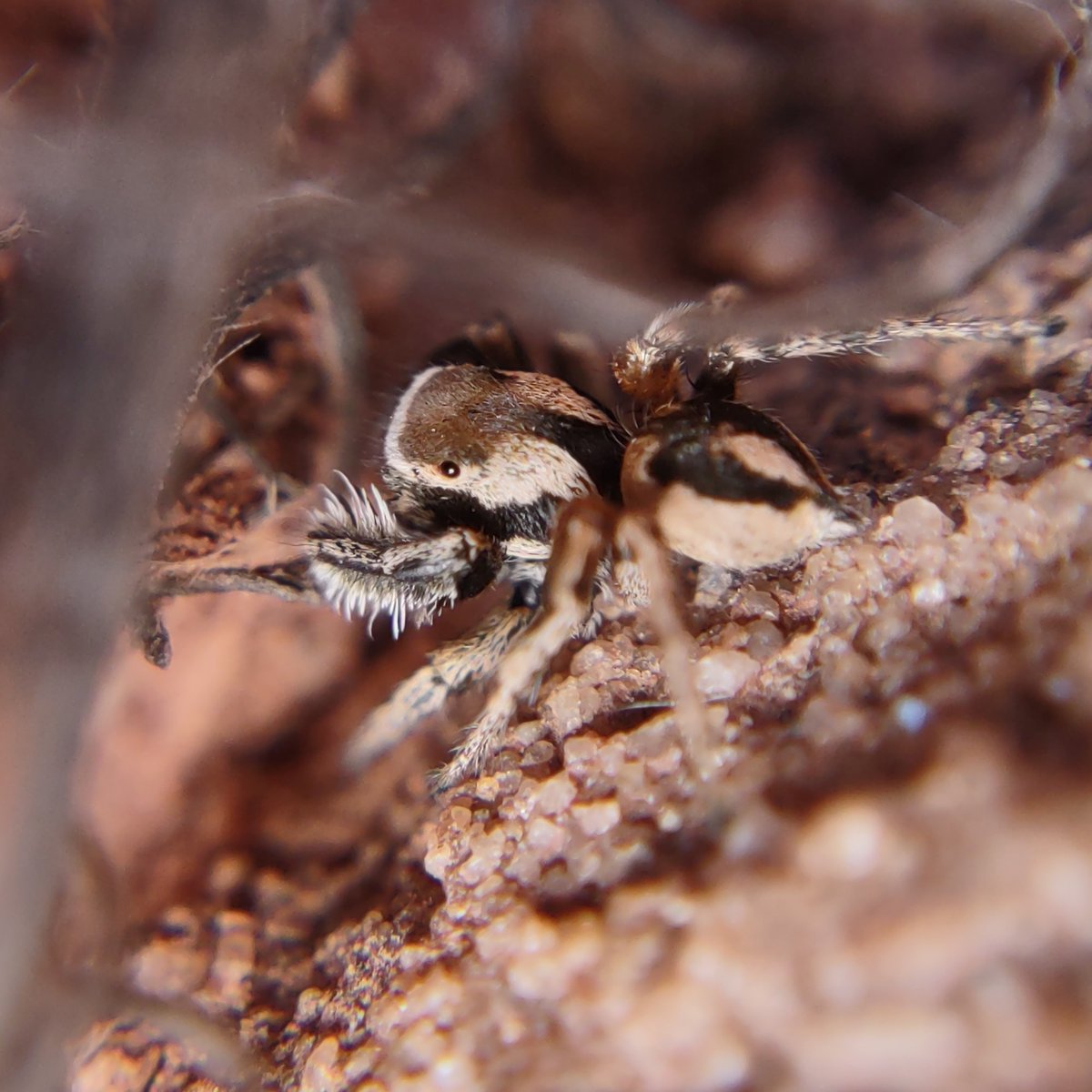mindless_t's tweet photo. Male Habronattus clypeatus jumping spider before and after he noticed me. https://t.co/S8vCNwGbdi