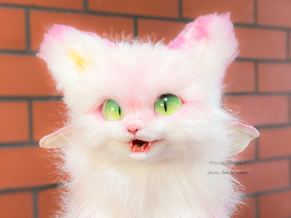 本日19時からおうち探しを始めますよ🦊💐✨