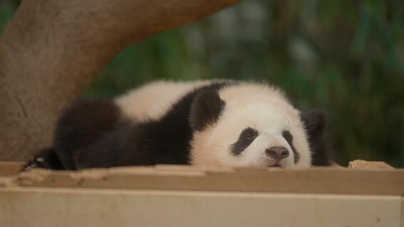 大谷亮平「私の親愛なるフーバオ」にコメント、中村莟玉も「とっても可愛かったよ！」

🐼詳細＆監督シム・ヒョンジュンのメッセージ映像はこちら
natalie.mu/eiga/news/6196…

#私の親愛なるフーバオ