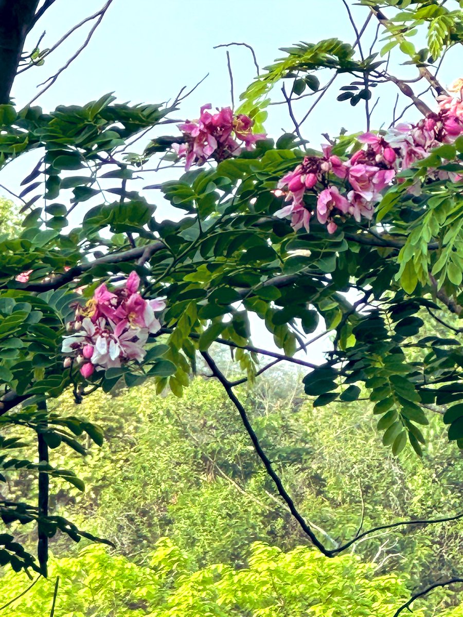 vrundavs's tweet photo. Morning rounds in forest ..,
So many trees…so many flowers…
Three looked the loveliest 🥰
Cassia….golden shower tree..& Indian liliac (me thinks ) have asked the naturalist to confirm
#wildtrees #bannerughatta #bangaloreoutskirts #vrupix #karnatakaforests https://t.co/OyMCJQ3iMG