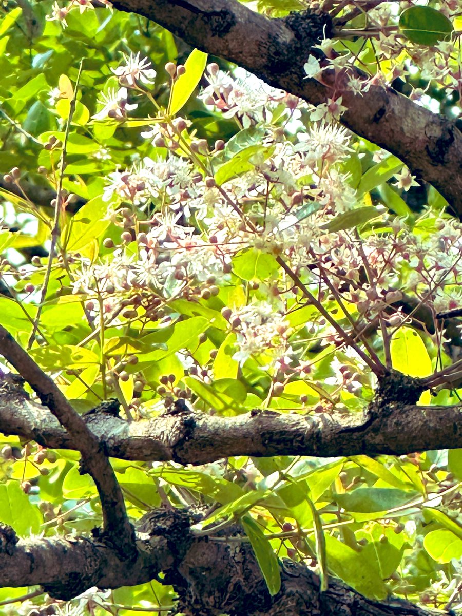 vrundavs's tweet photo. Morning rounds in forest ..,
So many trees…so many flowers…
Three looked the loveliest 🥰
Cassia….golden shower tree..& Indian liliac (me thinks ) have asked the naturalist to confirm
#wildtrees #bannerughatta #bangaloreoutskirts #vrupix #karnatakaforests https://t.co/OyMCJQ3iMG