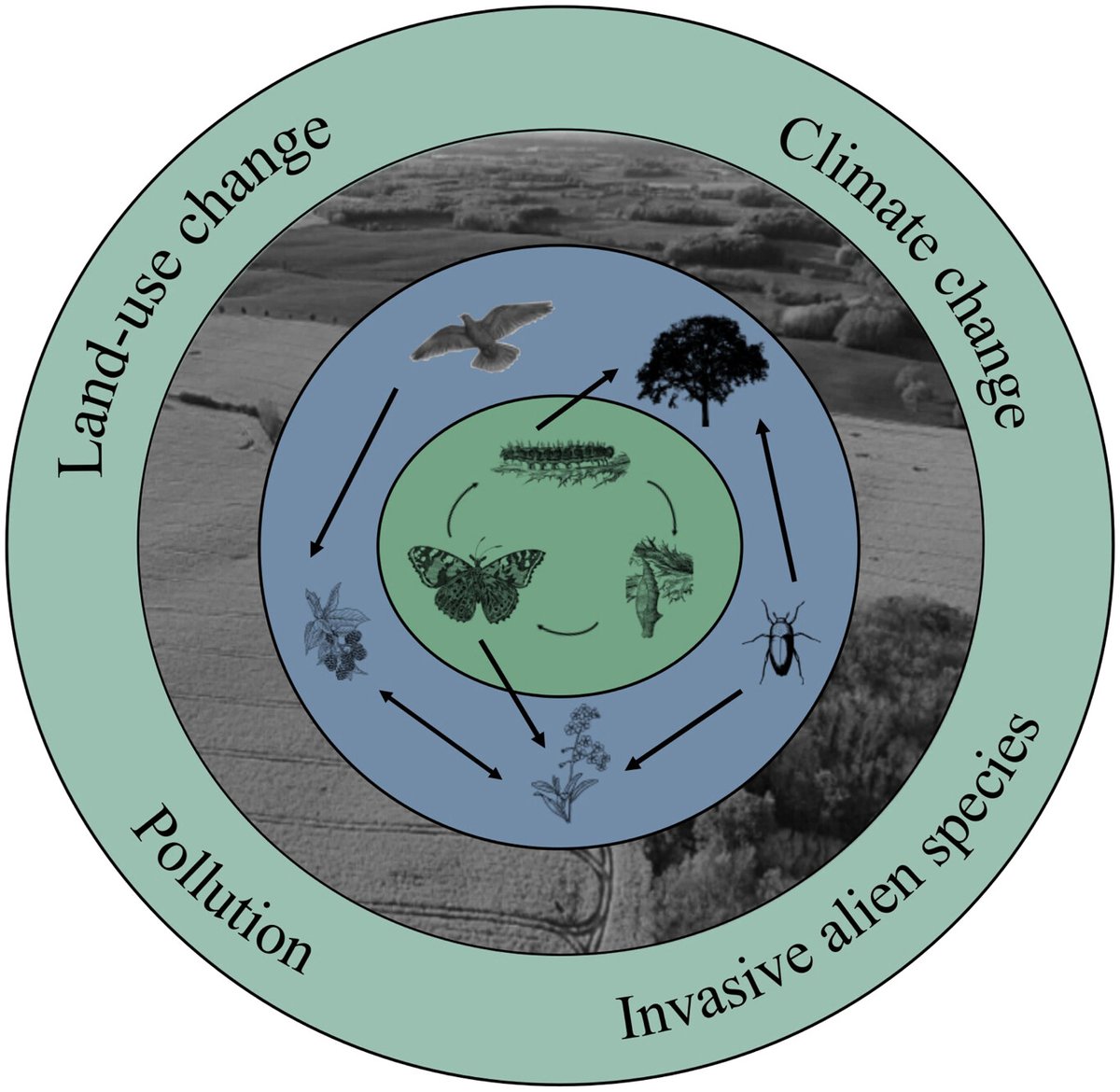ScienceMagazine's tweet photo. In a new #ScienceReview, researchers discuss the challenges of assessing insect biodiversity change and propose an approach for gaining a more complete picture of how insects respond to drivers of change. 

Learn more: https://t.co/yDgoDWZmhQ https://t.co/OJ1NvgSvU1