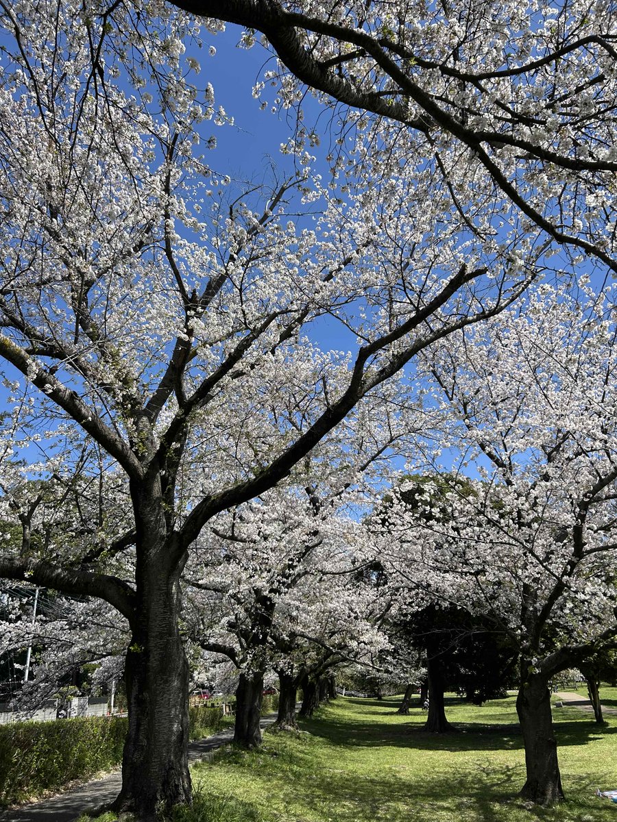 cosmo5600's tweet photo. 今年の桜もそろそろ見納めでしょうか🥲
少し寂しさを感じますが、これから迎える新緑の季節も楽しみですね🌲
今日は夕方から雷雨のおそれもあるそうです。外出される方はお気を付けください。
＃薬局　＃新座　＃志木　＃朝霞　＃桜 https://t.co/DS3hkpRBxL