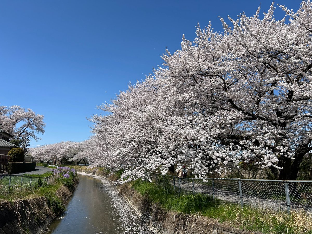 cosmo5600's tweet photo. 今年の桜もそろそろ見納めでしょうか🥲
少し寂しさを感じますが、これから迎える新緑の季節も楽しみですね🌲
今日は夕方から雷雨のおそれもあるそうです。外出される方はお気を付けください。
＃薬局　＃新座　＃志木　＃朝霞　＃桜 https://t.co/DS3hkpRBxL