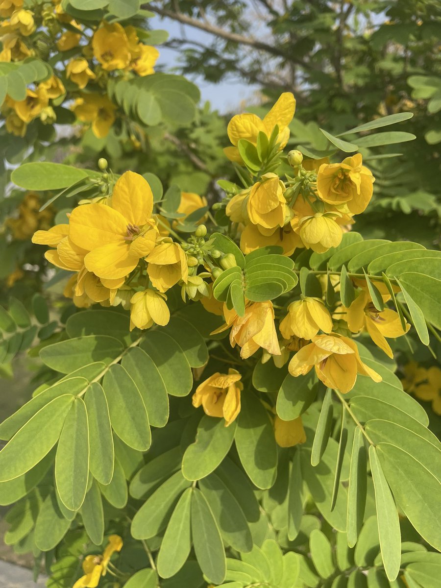 CryptoChains89's tweet image. Connect with nature and start your healing process.
Healing is just listening to all the things which is going on you, Just Listen and feel the deep relaxation.
#NaturePhotography #NatureLovers