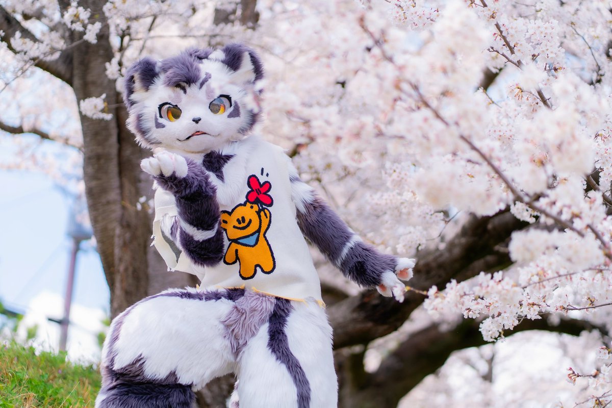 一緒にお花見に行こう！！
📷：<a href="/uno_foxy/">ウーノ（Uno）</a> 
#FursuitFriday