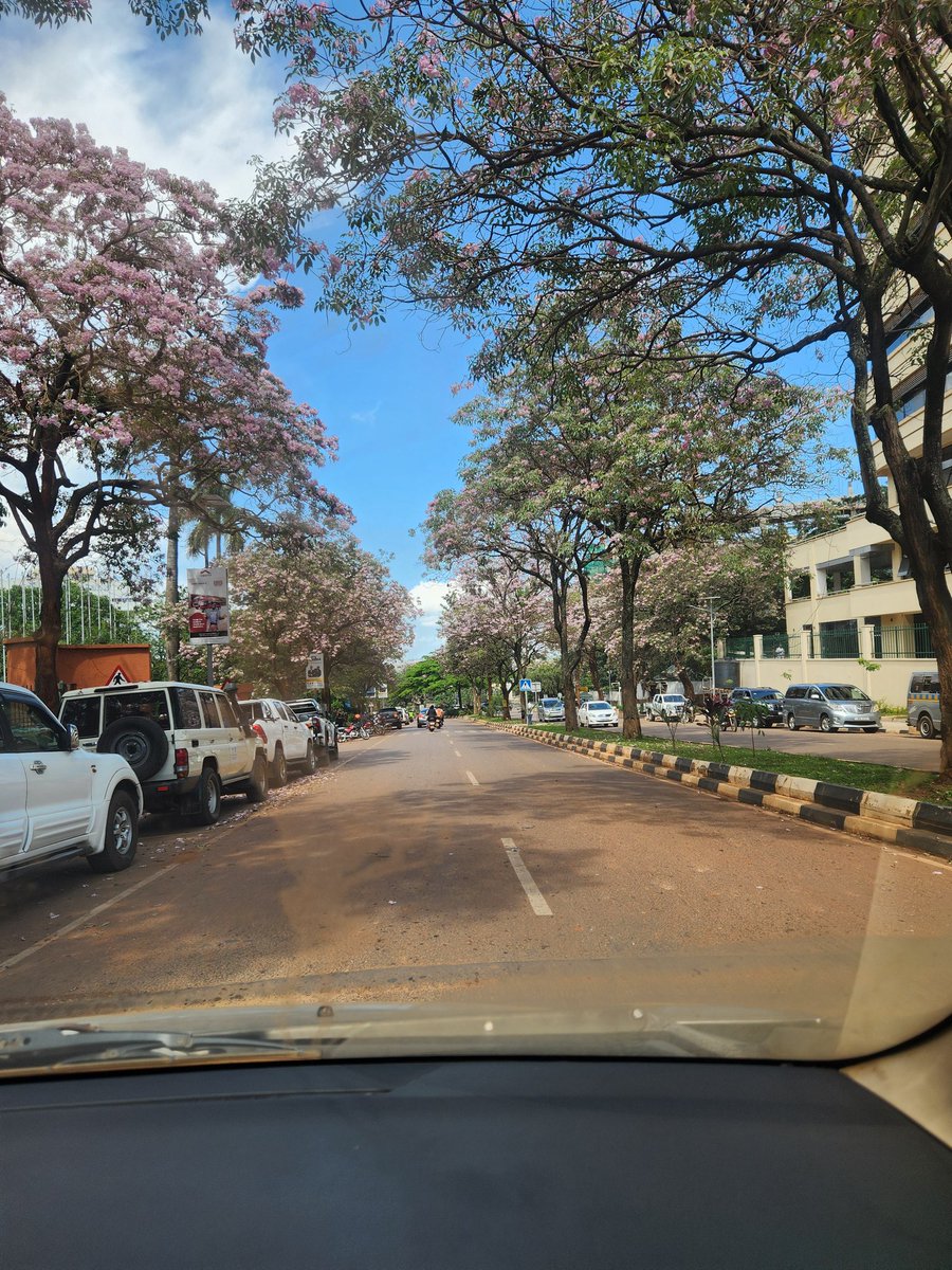 Kampala is cherry blossoming🌸🌲